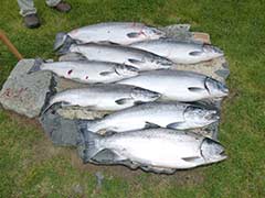 Kenai River, Silver Salmon Fishing