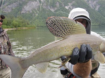 Alaska Trout Fishing, Dolly Varden