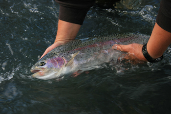 Alaska Dolly Varden Trout Fishing