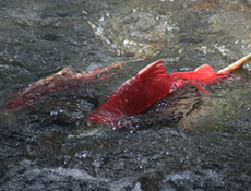 Alaska Sockeye Salmon Fishing, Reds Fishing