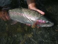 Alaska Trout Fishing, Rainbow Trout, Dolly Varden
