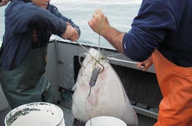 Haiblut Fishing Charters