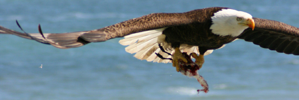 Alaska Wildlife - American Eagle