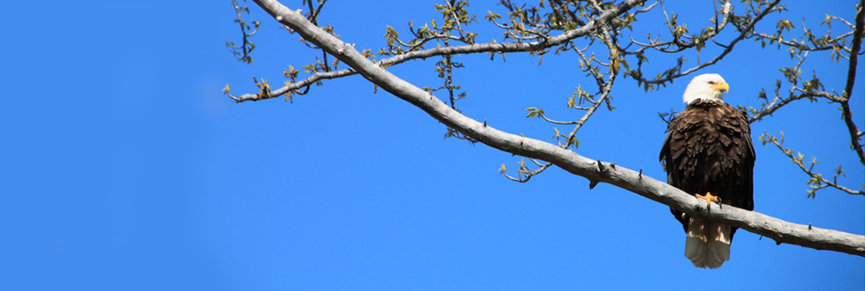 Eagle Perched in Tree, Wild Alaska