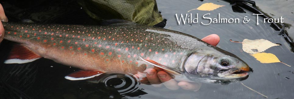 Trout Fishing